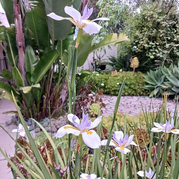 JAPANESE IRIS 10 SEEDS Dietes Iriodiodes Fortnight Lily Evergreen Grass Drought - Picture 5 of 13
